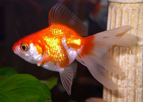 Poisson rouge queue de voile (rouge et blanc)