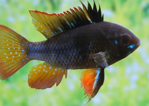 Ramirezi Noir