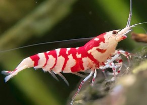 Crevette Tigre Rouge
