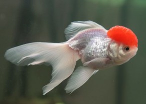 Poisson Oranda red cap
