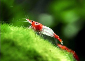 Crevette rili rouge