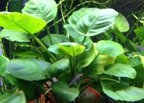 Anubias nana "feuilles rondes"