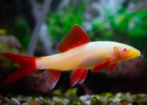 Labeo bicolore albinos