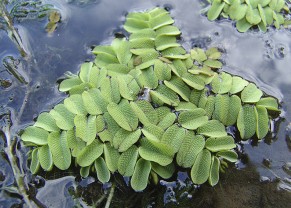 Salvinia natans
