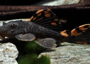 L091 Three bacon pleco