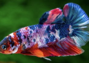 Betta KoÏ Femelle. 