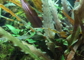Cryptocoryne undulatus 'Rouge'