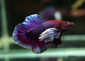 Betta Dumbo