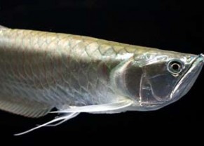 Arowana argent