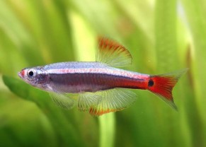 Tanichthys