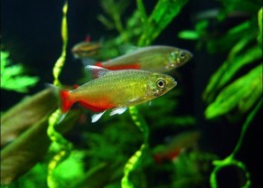 Tetra vert feu