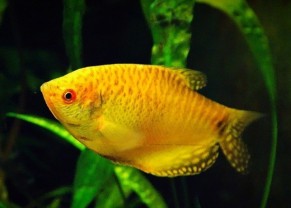 Gourami doré