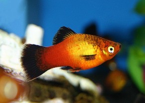Platy Sunset Wagtail