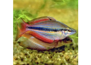 Arc-en-ciel Trifasciata 