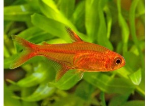 Tetra Amande