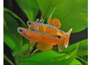 Pseudomugil luminatus (paskai)