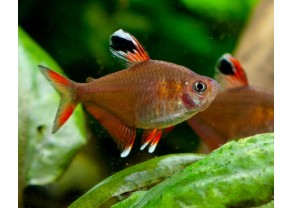 Tetra rose