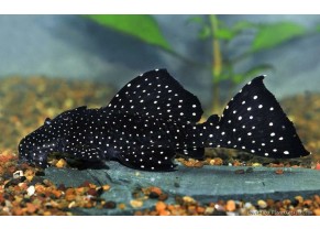 Pleco Vampire
