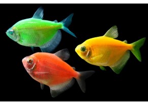 Tétra GloFish