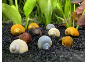 Escargot Pomme