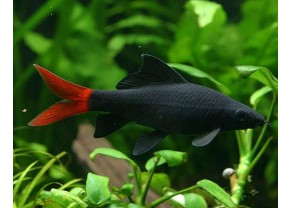 Labeo bicolore