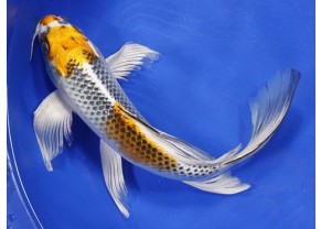 Carpe Koï Papillon