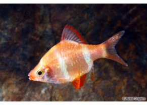 Barbus Tigre Albino