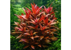 Alternanthera Cardinale (Reineckii)
