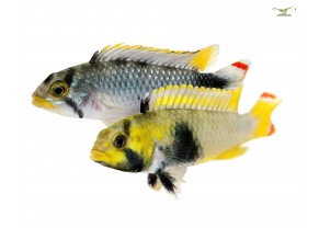 Apistogramma panda