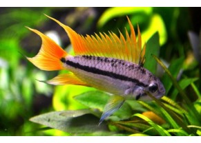 Apisto cacatois "Orange"