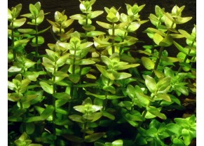 Bacopa de Caroline