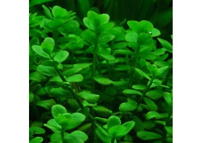 Petit bacopa