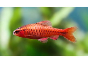 Barbus cerise