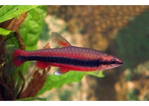 Poisson crayon rouge