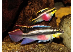 Kribensis