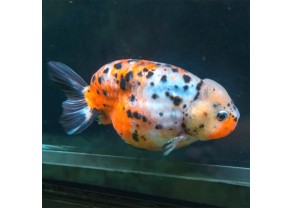 Poisson rouge Ranchu calico
