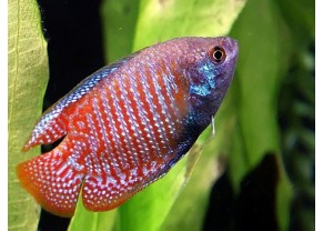 Gourami nain
