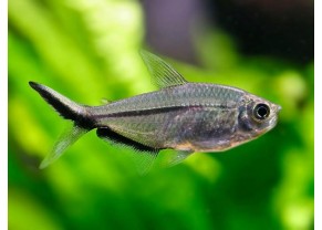 Tetra Costae
