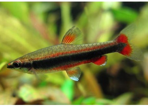 Poisson crayon dore