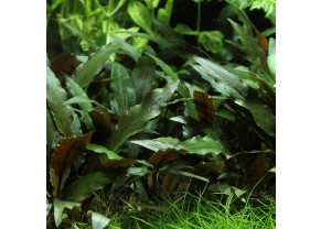 Cryptocoryne beckettii "Petchii''