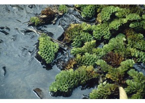 Salvinia cucullata