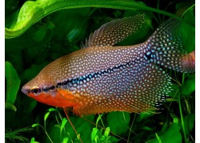 Gourami perlé