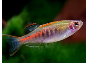 Danio Glowlight