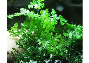 Bolbitis Heudebtis