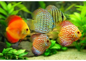 Discus assorties (5 et 7,5cm)