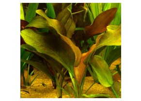Echinodorus cordifolius var. Big Bear