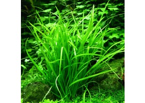 Echinodorus tenellus