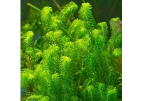 Egeria najas