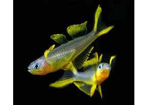 Arc-en-ciel furcata