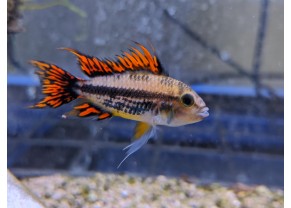 Apisto cacatois "Triple Red"